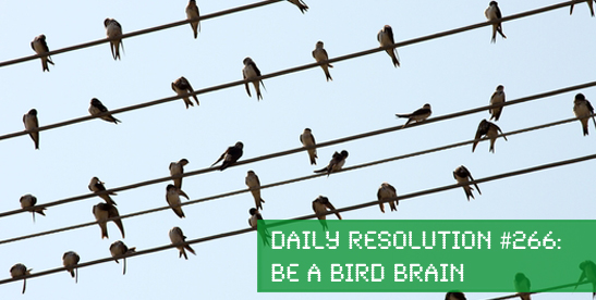 Today's Resolution: Be a bird brain
